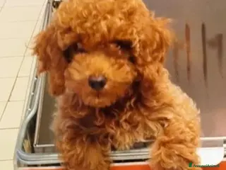 Meticcio cani Figlia di Barboncina Toy e Barboncino Nano - Annuncio 5