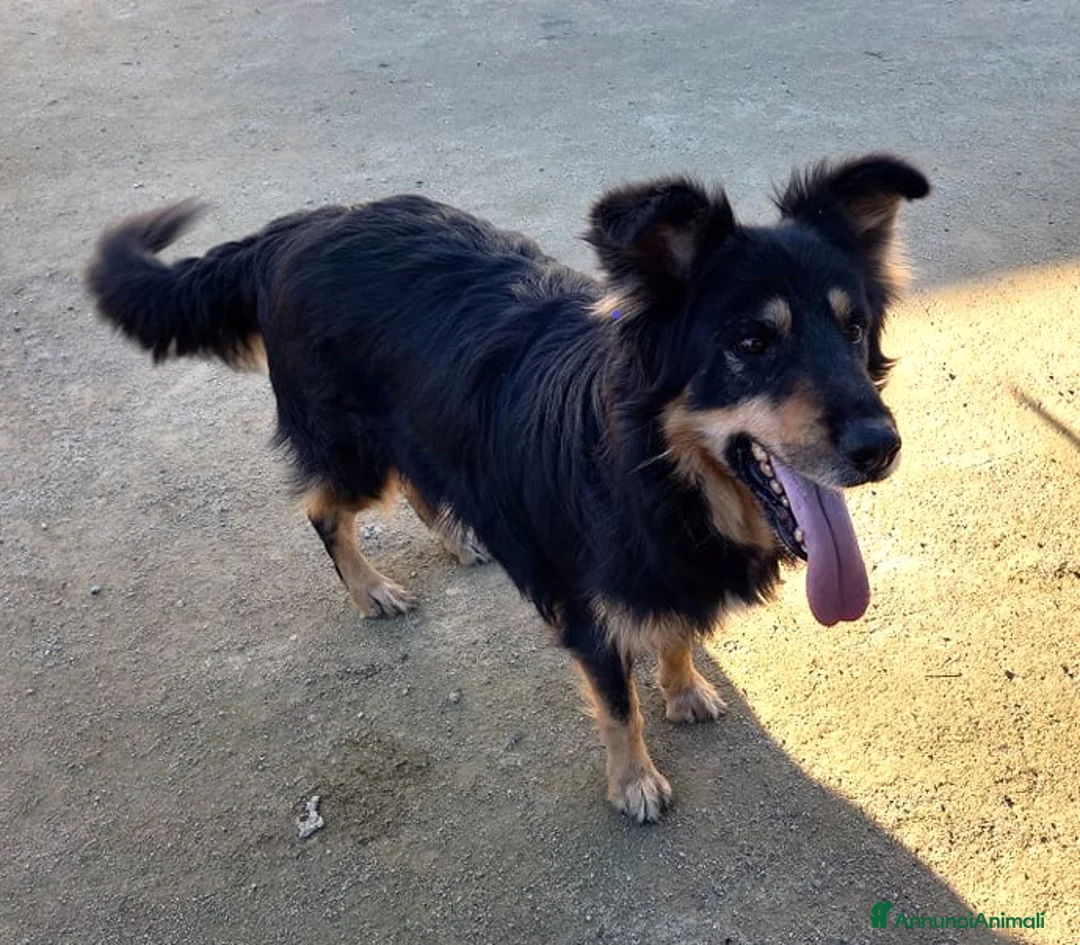 Meticcio cani in regalo: buonissimo will in regalo col cuore a Città metropolitana di Catania - Annuncio 3