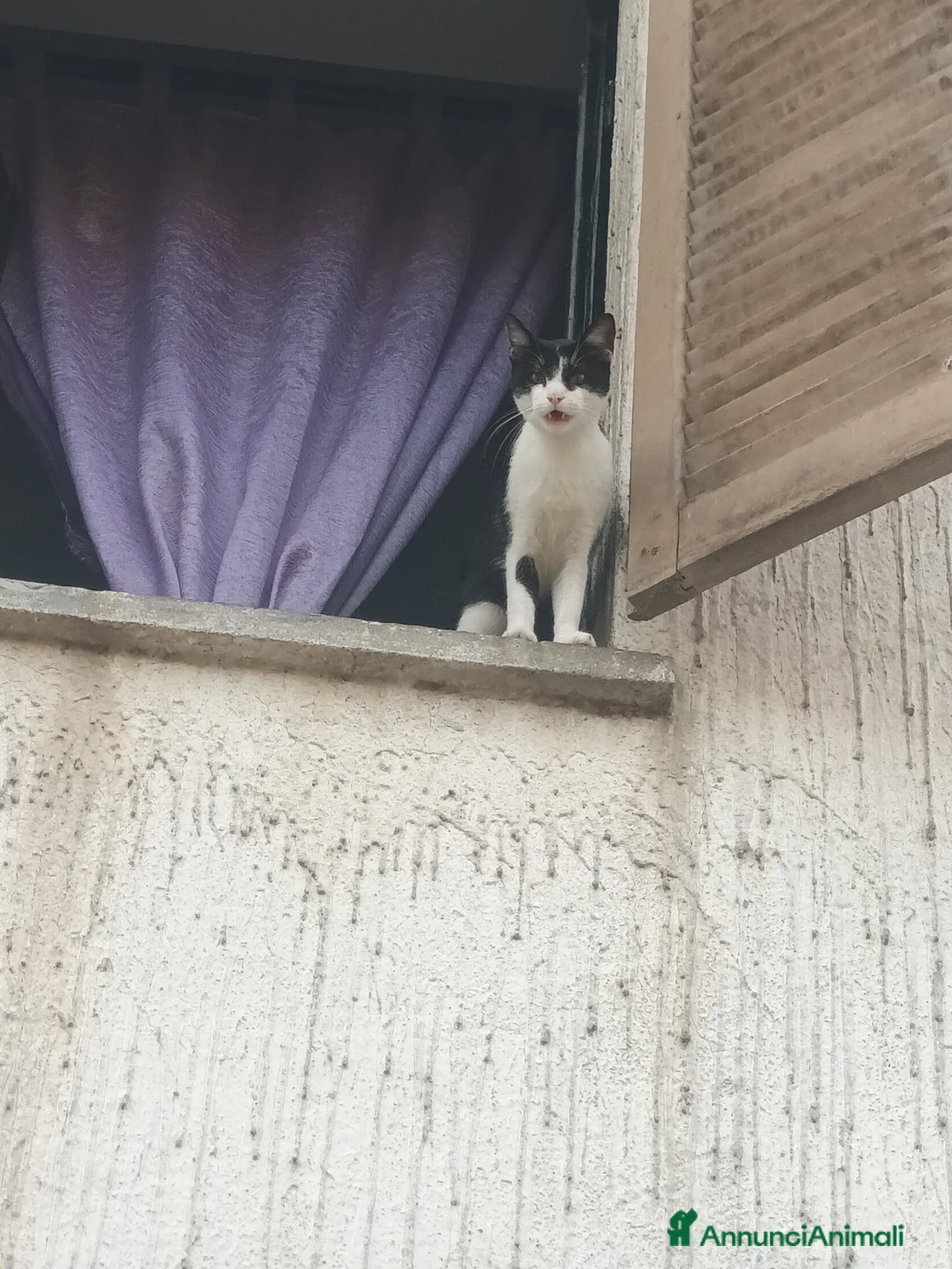 Meticcio gatti in regalo: 2gattine femmine,gattino maschio/2 cuccioli maschi - Annuncio 1