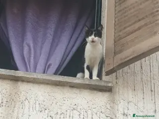 Meticcio gatti 2gattine femmine,gattino maschio/2 cuccioli maschi - Annuncio 4