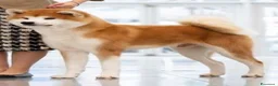 Akita Inu cani in vendita: Cuccioli di Akita Inu - Annuncio 3