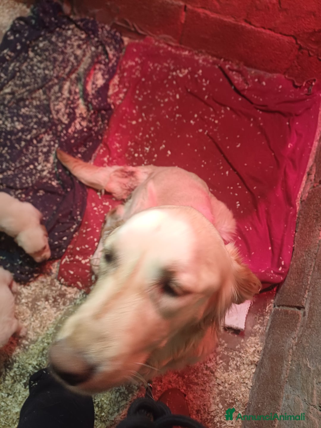 Golden Retriever cani in vendita: Golden Retriver - Annuncio 1