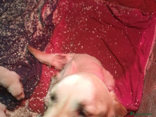 Golden Retriever cani Golden Retriver - Annuncio 16