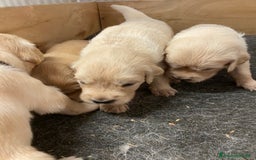 Golden Retriever cani in vendita: Cuccioli di golden retriever a Provincia di Pavia - Immagine 8