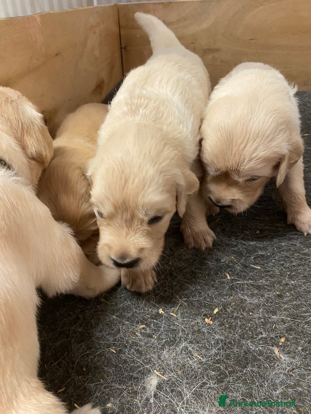 Golden Retriever cani in vendita: Cuccioli di golden retriever a Provincia di Pavia - Immagine 8