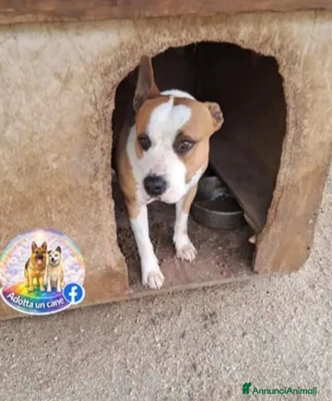 American Staffordshire cani in regalo: Shapo Amstaff 5anni DAL DIVANO AL CANILE!CASERTA  - Annuncio 4