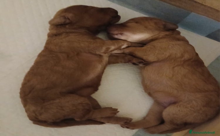 Barboncino cani a Città metropolitana di Catania - Annuncio 1