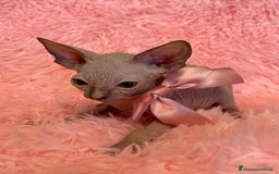 Sphynx gatti in vendita: Cuccioli di gatto shynx a Città metropolitana di Roma Capitale - Immagine 2