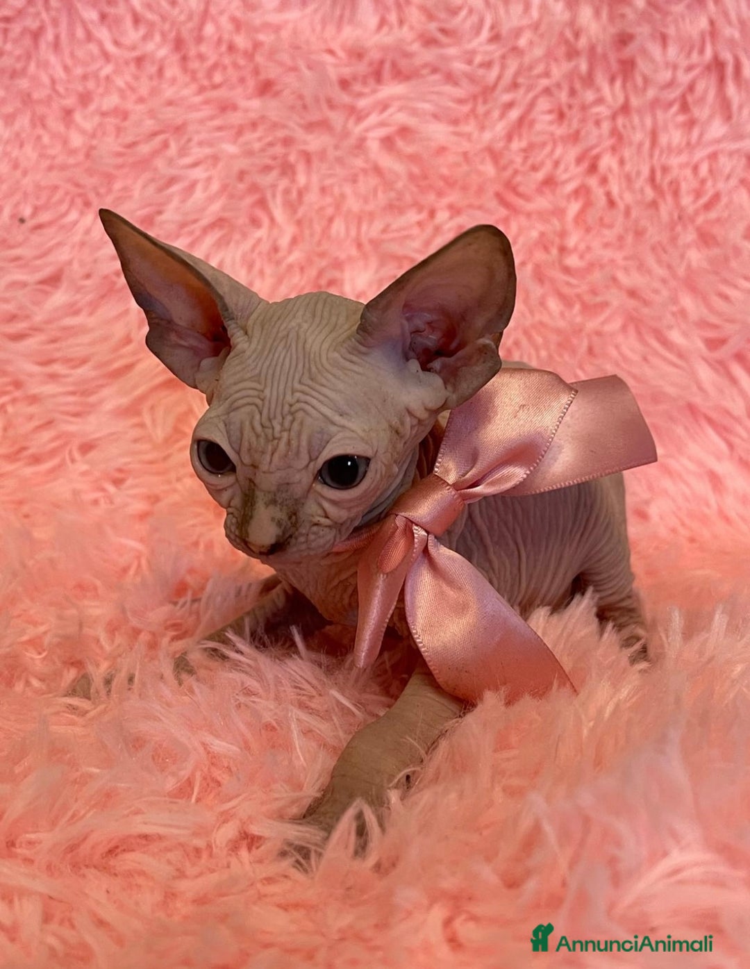 Sphynx gatti in vendita: Cuccioli di gatto shynx a Città metropolitana di Roma Capitale - Immagine 2