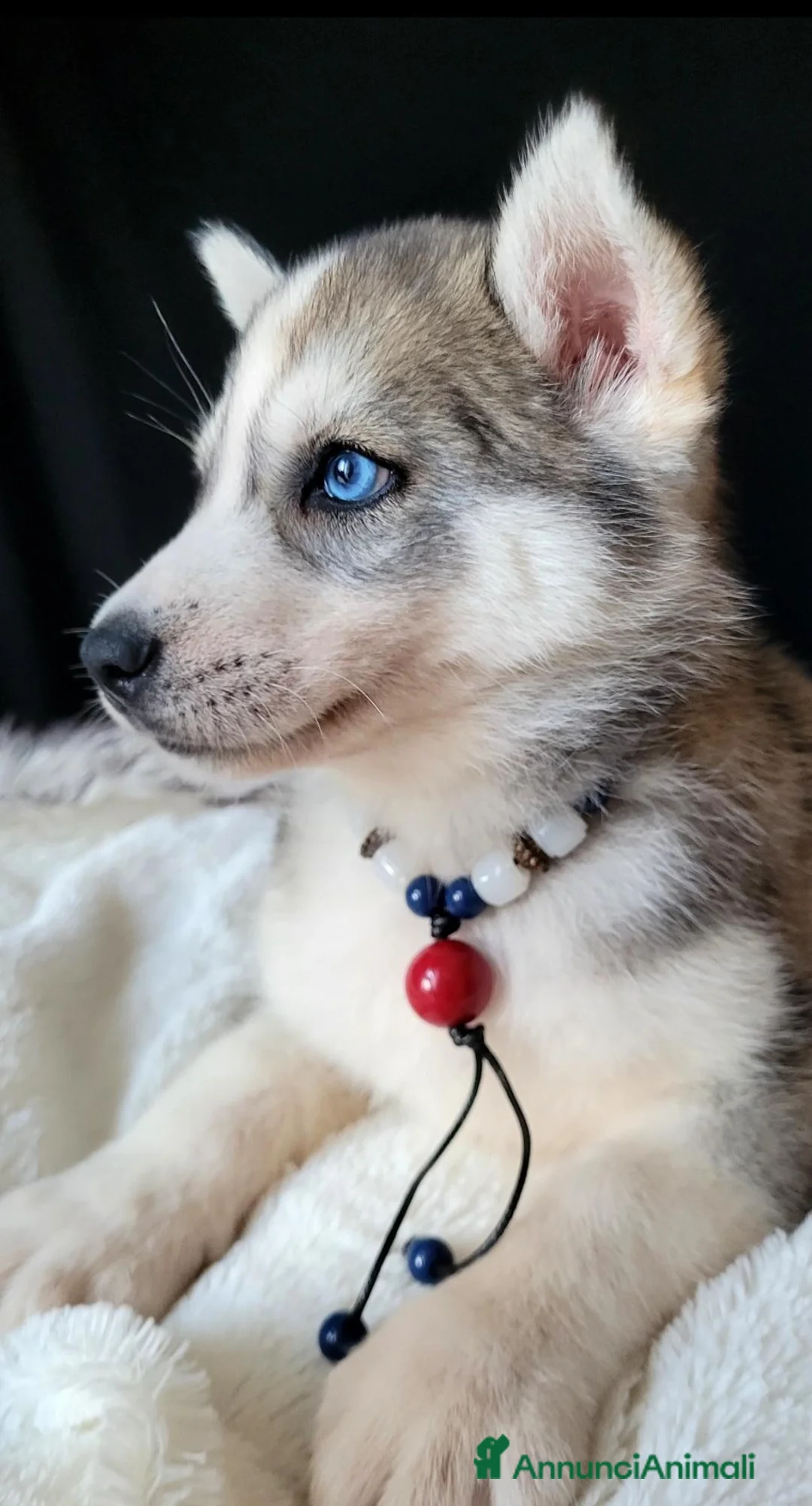 Husky cani in vendita: SIBERIAN HUSKY CUCCIOLATA CON PEDIGREE  - Annuncio 16