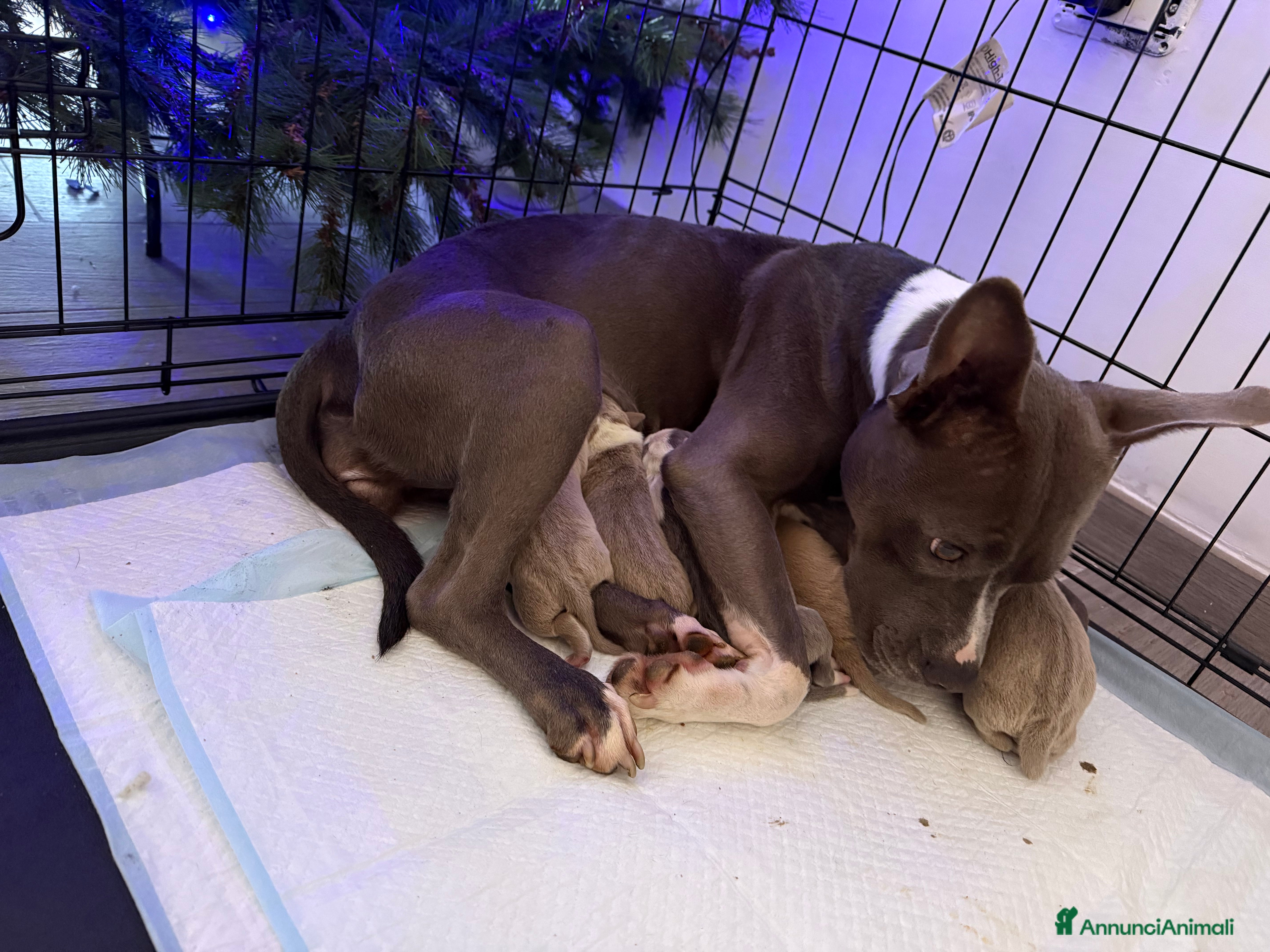 American Staffordshire cani Cuccioli amstaff - Annuncio 1