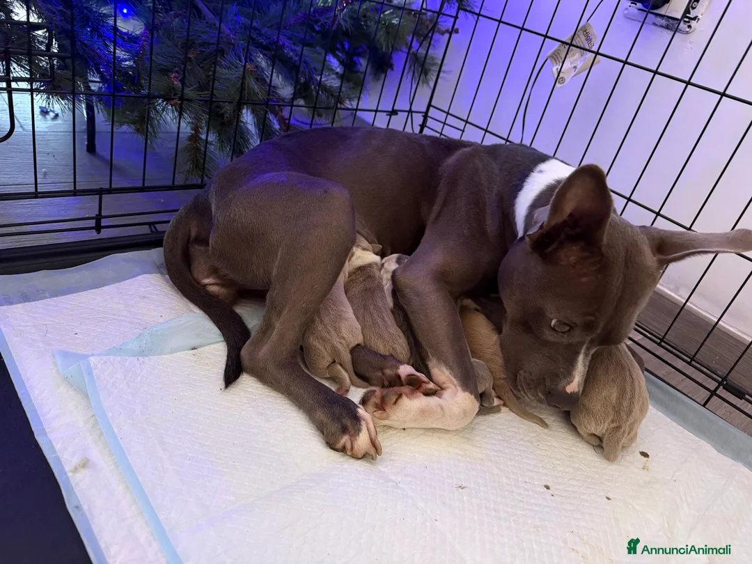 American Staffordshire cani in vendita: Cuccioli amstaff - Annuncio 1