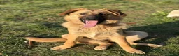 Pastore Tedesco cani in regalo: ANNIE intelligenza da Pastore, cuore da coccolona! - Annuncio 3