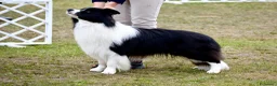 Border Collie cani in vendita: Cuccioli Border Collie da expo a Provincia di Ravenna - Annuncio 5