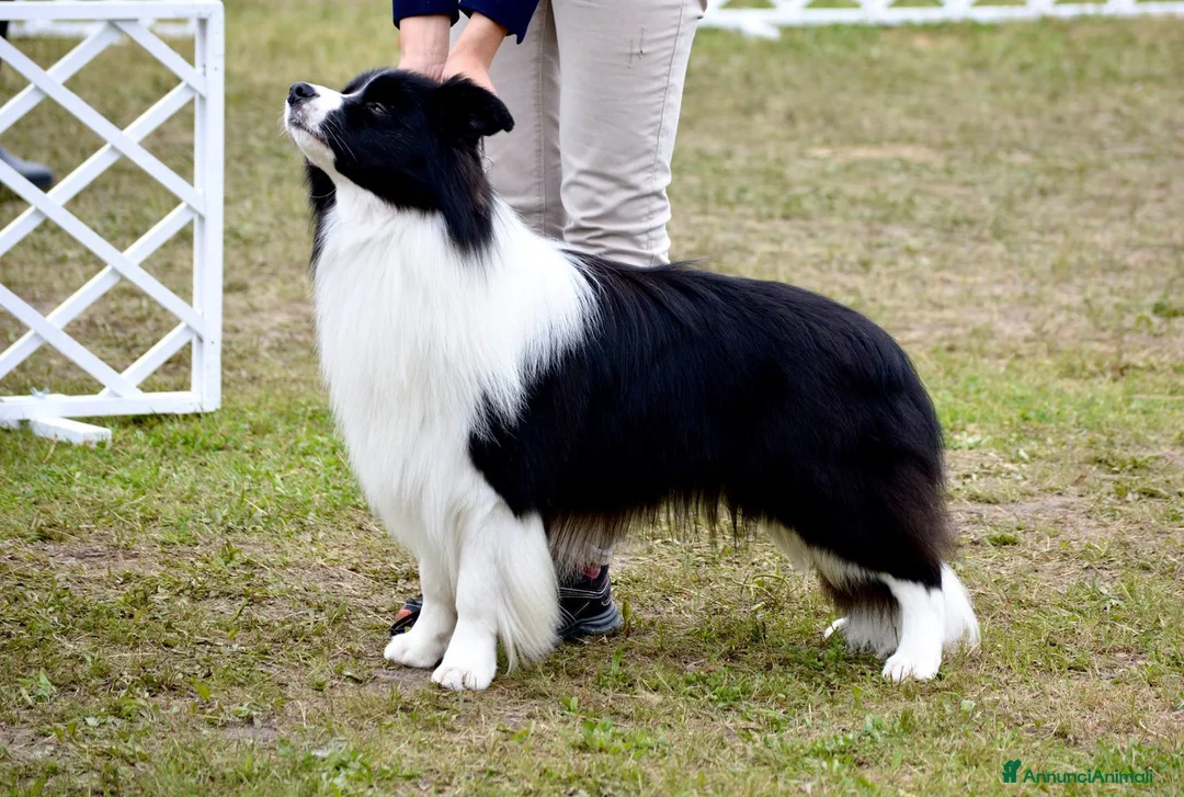 Border Collie cani in vendita: Cuccioli Border Collie da expo a Provincia di Ravenna - Annuncio 5