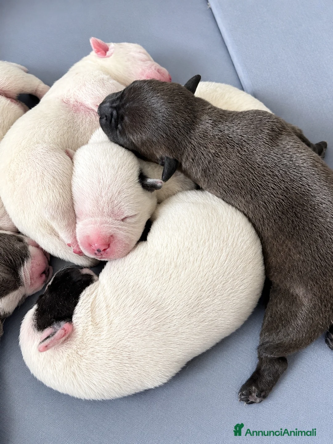 Staffordshire cani in vendita: Cuccioli di Staffordshire bull terrier - Annuncio 2