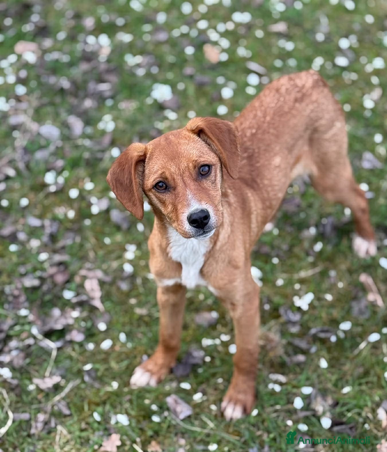 Meticcio cani in regalo: NATALIE, cucciola dolcissima cerca casa! - Annuncio 3