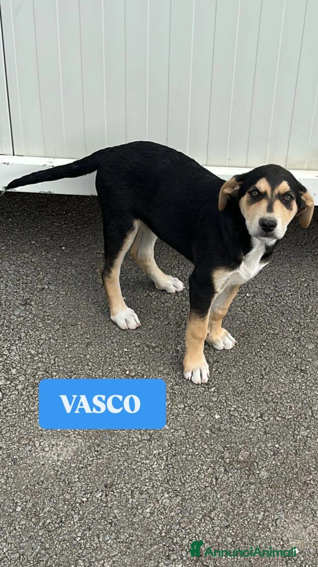 Meticcio cani in regalo: VASCO CERCA ADOZIONE - Annuncio 10