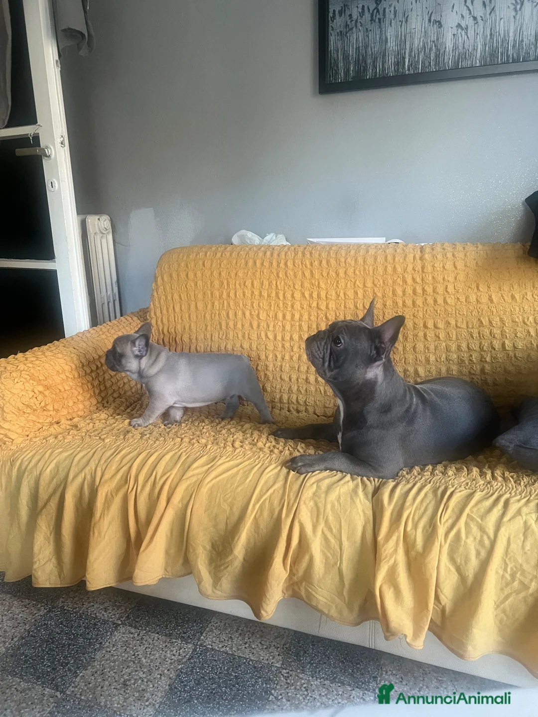 Bulldog Francese cani in vendita: Buldog francese - Annuncio 2