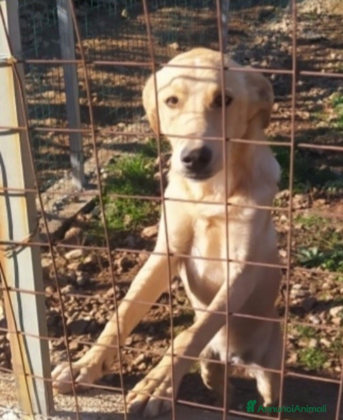 Meticcio cani Speck 10/11mesi zero richieste finito in box.SUD a Città metropolitana di Milano - Annuncio 10