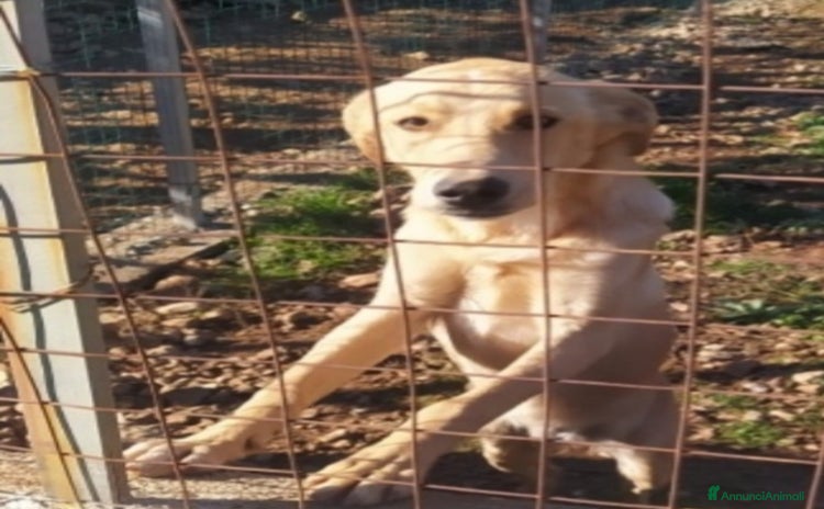 Meticcio cani a Città metropolitana di Milano - Annuncio 1
