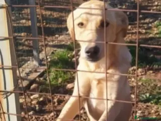 Meticcio cani Speck 10/11mesi zero richieste finito in box.SUD a Città metropolitana di Milano - Annuncio 11