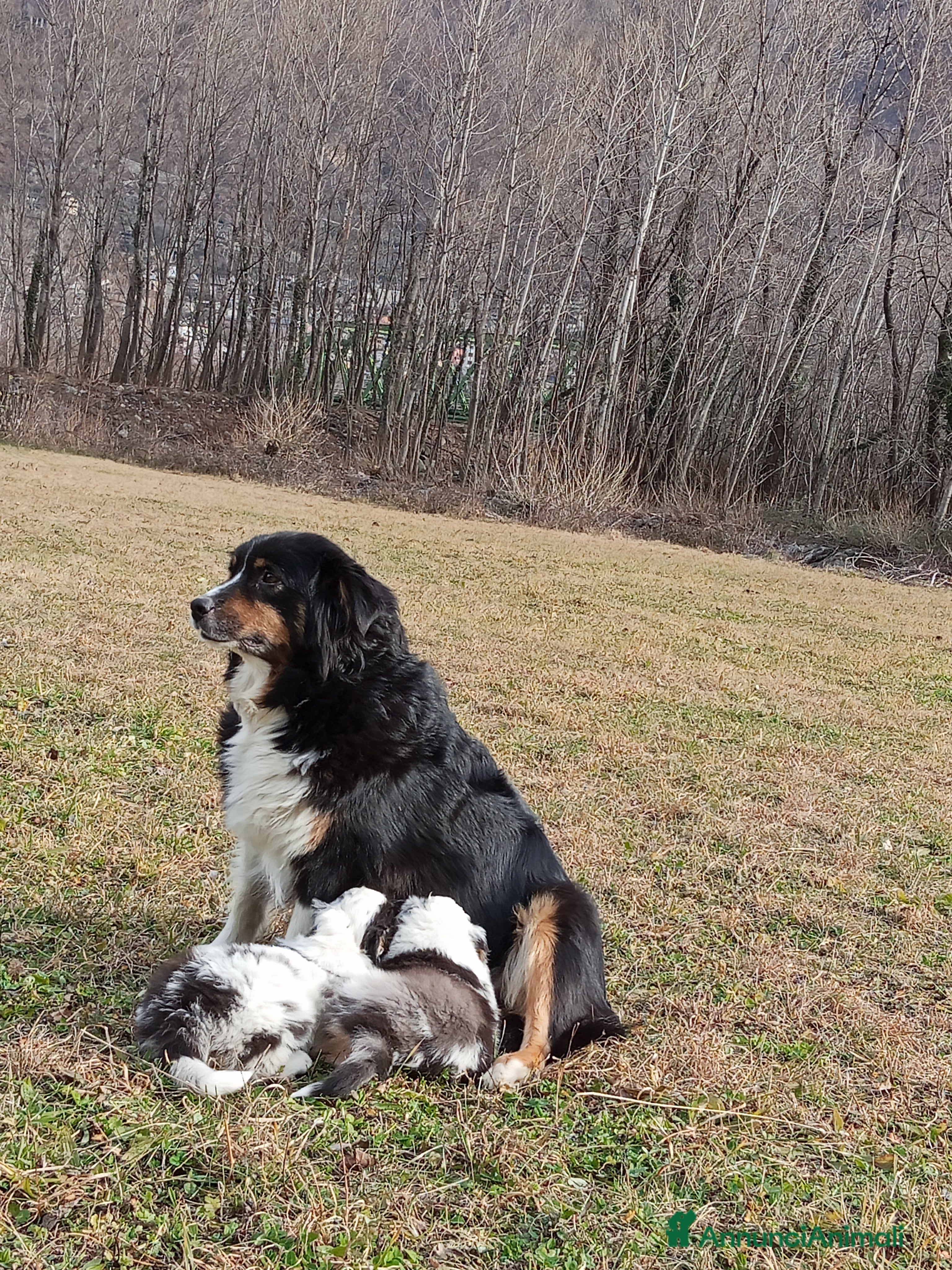Australian Shepherd cani Cuccioli di Australian Shepherd  - Annuncio 2