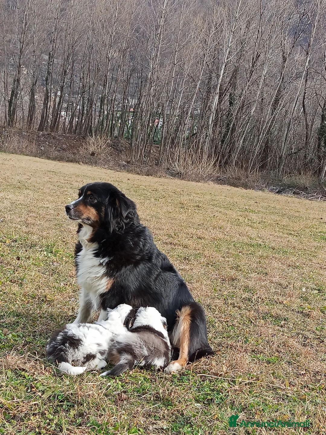 Australian Shepherd cani in vendita: Cuccioli di Australian Shepherd  - Annuncio 2