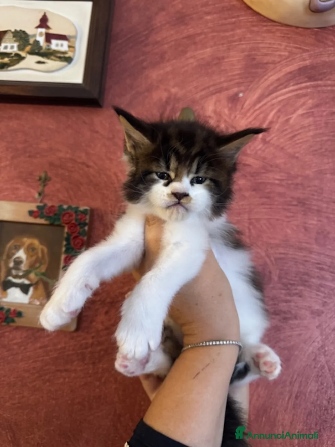 Maine Coon gatti in vendita: Splendidi cuccioli di Maine Coon - Annuncio 3