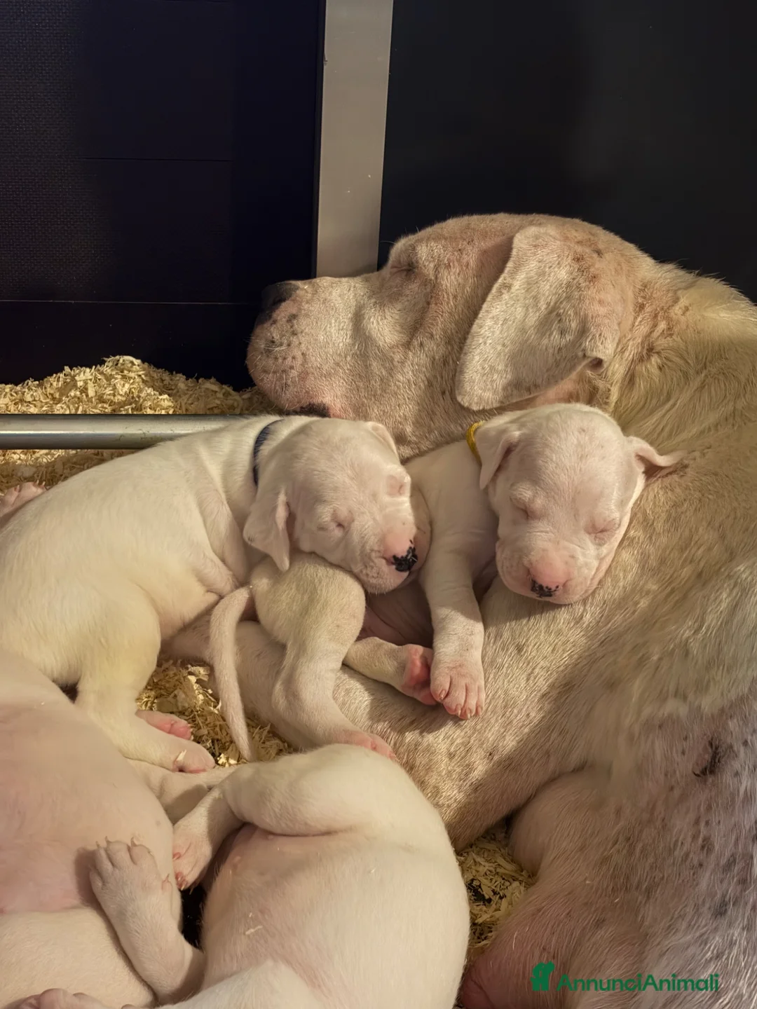 Dogo Argentino cani in vendita: CUCCIOLI DOGO ARGENTINO  - Annuncio 2