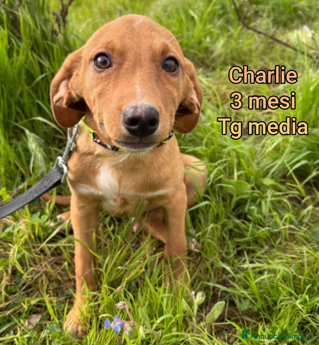 Meticcio cani in regalo: CUCCIOLI BISOGNOSI: URGENTE!!! - Annuncio 5