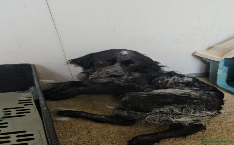 Meticcio cani - Annuncio 4