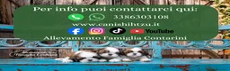 Shih Tzu cani in vendita: CUCCIOLI SHIHTZU CON PEDIGREE a Provincia di Ancona - Annuncio 4