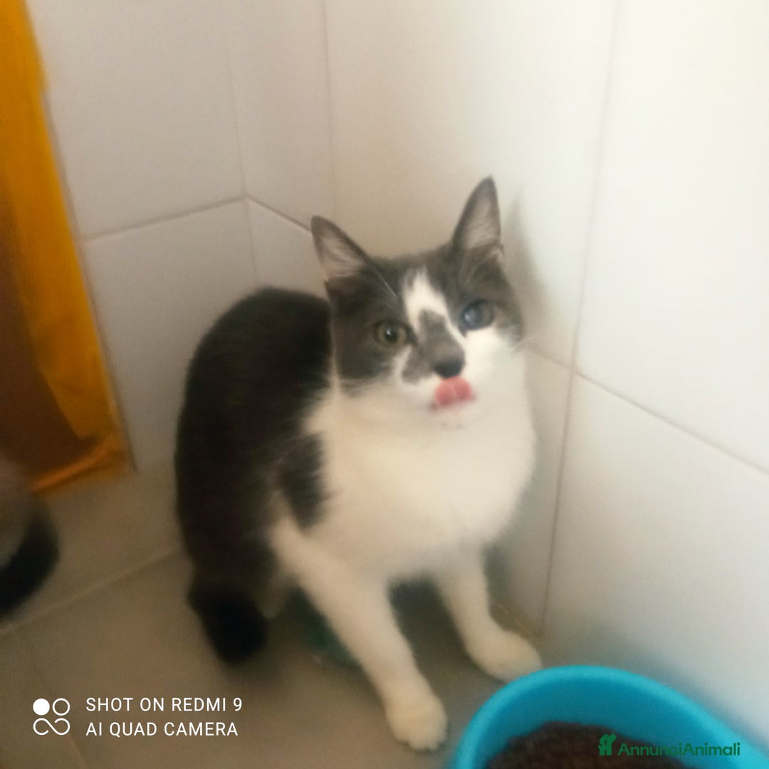 Altre razze gatti in regalo: Gattino nero di 4 mesi - Annuncio 3