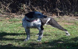 Segugio cani in regalo: VIRGINIA, una timida cagnolina  a Pomezia - Immagine 13