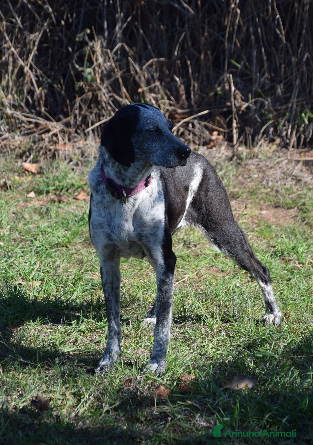 Segugio cani in regalo: VIRGINIA, una timida cagnolina  a Pomezia - Annuncio 13