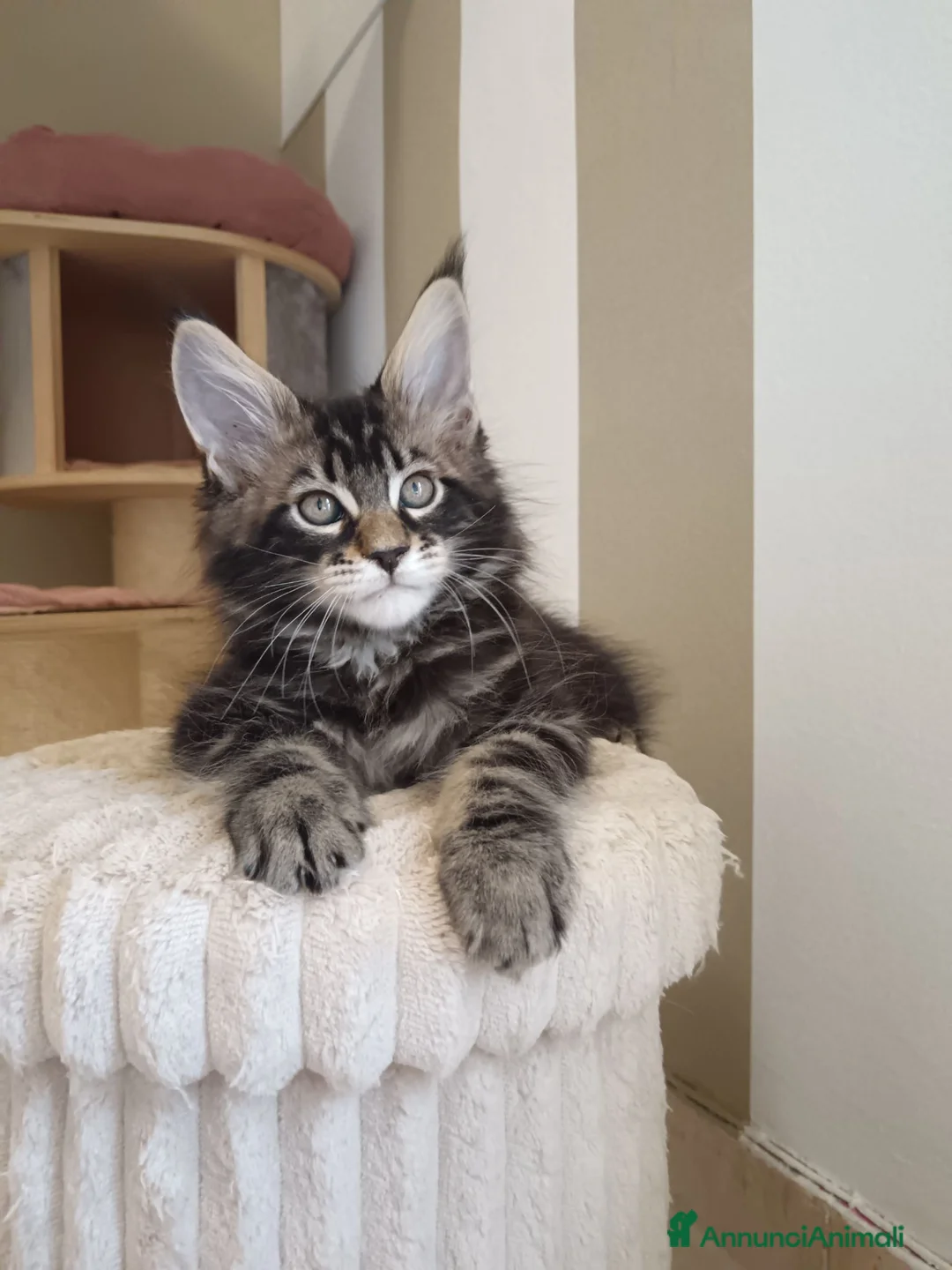 Maine Coon gatti in vendita: Cucciolo maschio Maine coon - Annuncio 1
