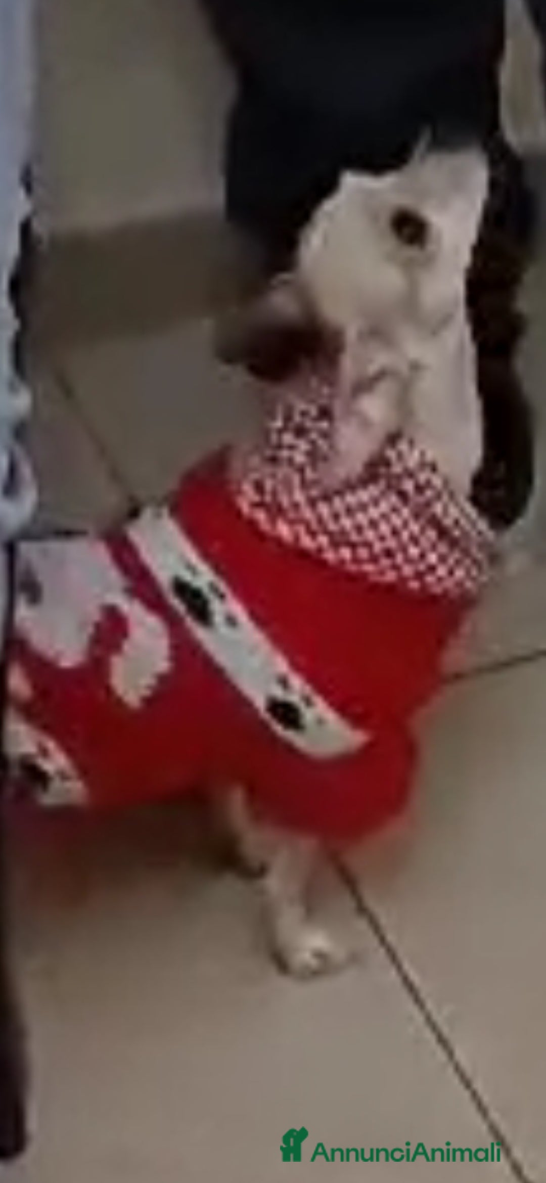 Chihuahua cani in vendita: Cuccioli di Chihuahua - Annuncio 9