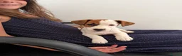 Jack Russell cani in vendita: Cucciola femmina jack Russell pedegree - Annuncio 1