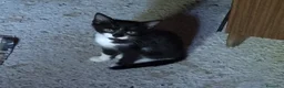 Meticcio gatti in regalo: Regalo gattini  - Annuncio 3