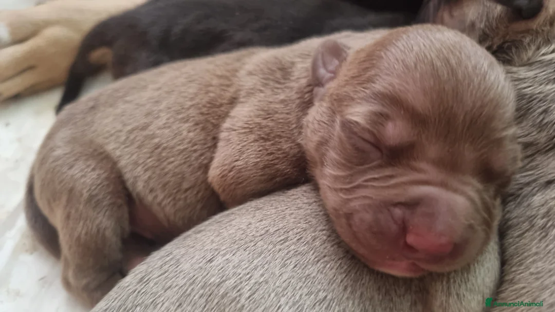 Pitbull cani in vendita: American pitbull terrier  - Annuncio 5