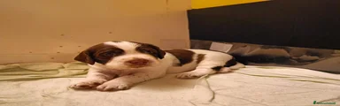 Springer Spaniel Inglese 1