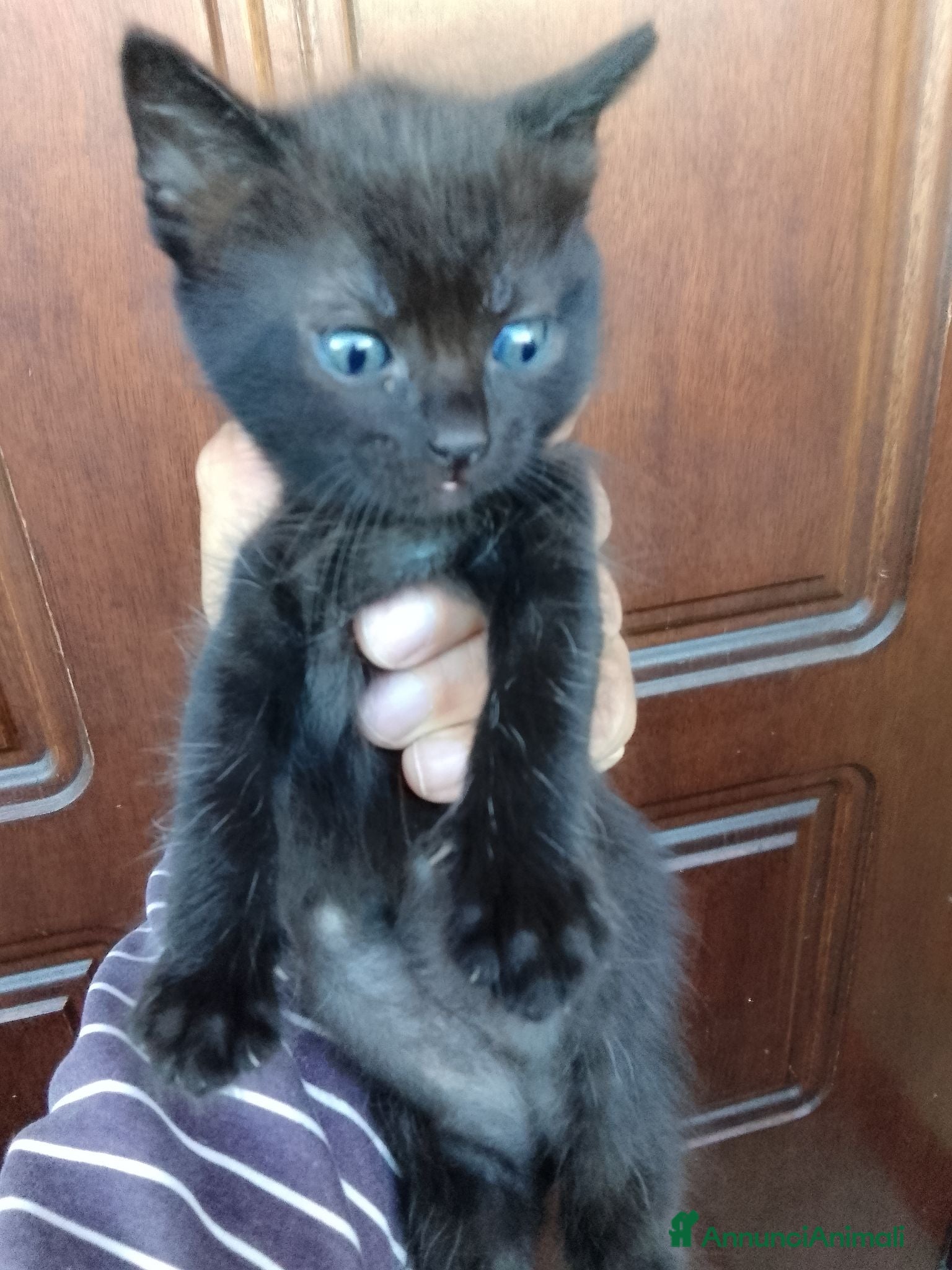 Europeo gatti Gattino cerca nuova casa - Annuncio 12