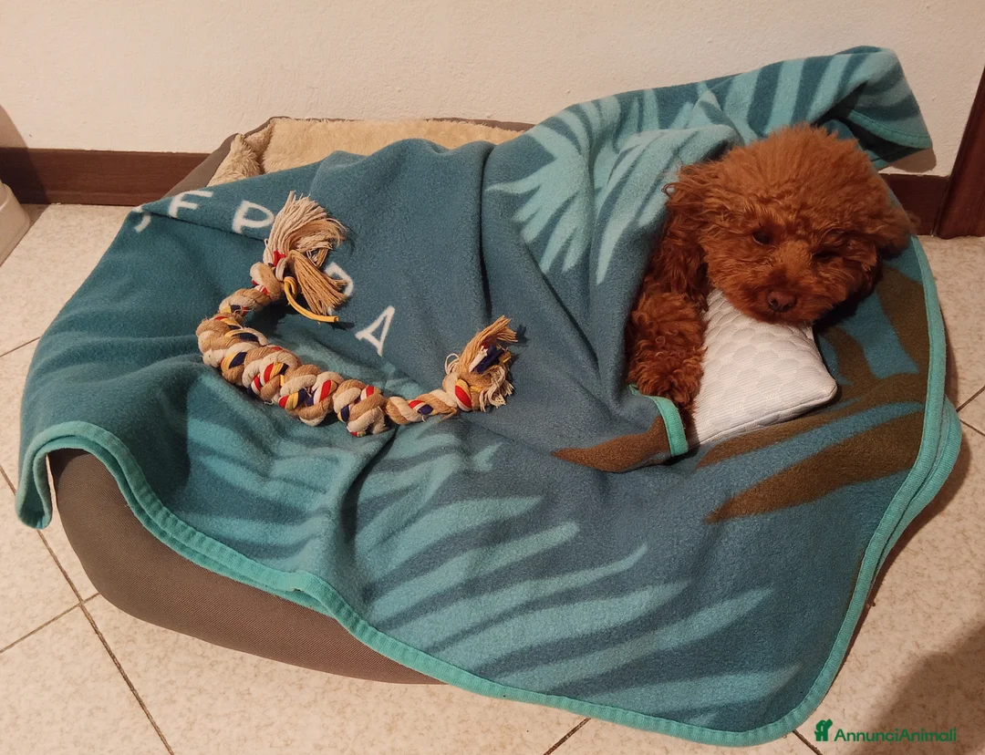 Barboncino Toy cani per accoppiamento: Barboncino Toy per monta  a Provincia di Piacenza - Annuncio 2