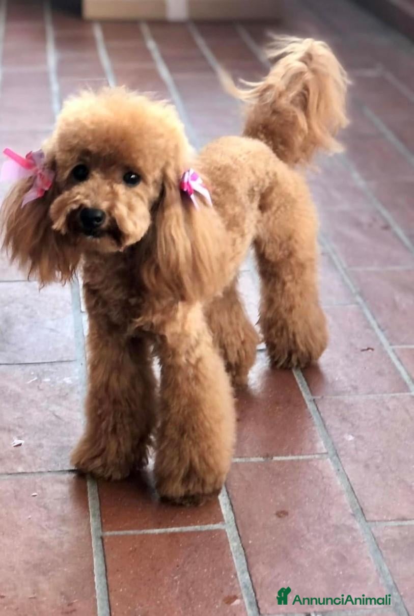 Barboncino cani BARBONCINI FULVI - Annuncio 2