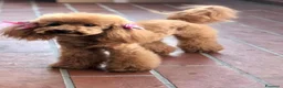 Barboncino cani in vendita: BARBONCINI FULVI - Annuncio 2