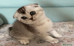 Scottish gatti in vendita: Cuccioli Scottish Fold e Straight a Villafranca di Verona - Immagine 12