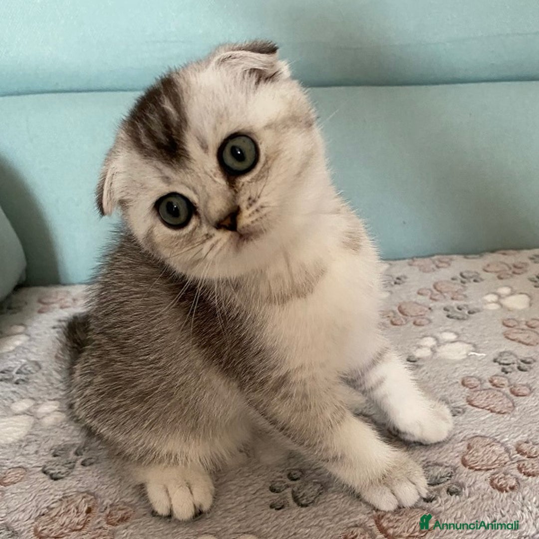 Scottish gatti in vendita: Cuccioli Scottish Fold e Straight a Villafranca di Verona - Immagine 12
