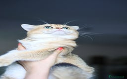 British gatti in vendita: BRITISH GOLDEN SHORTHAIR  - Immagine 4