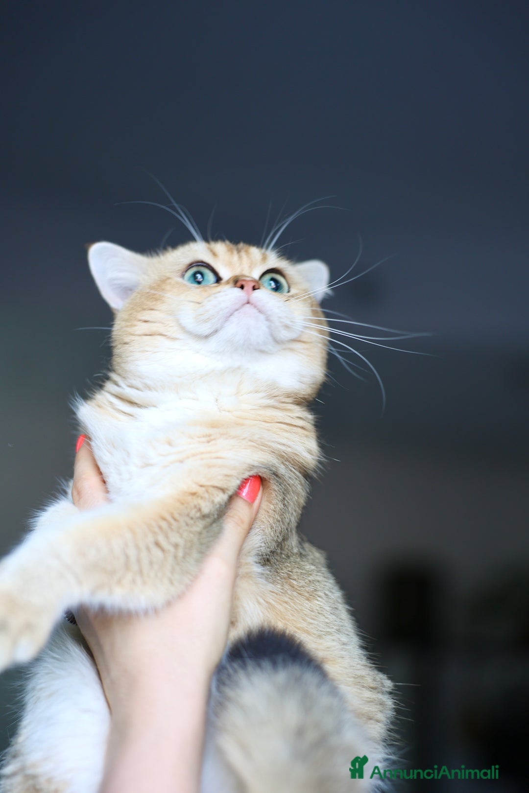 British gatti in vendita: BRITISH GOLDEN SHORTHAIR  - Immagine 4